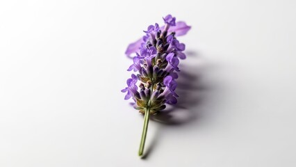 Vibrant Purple Lavender Sprig Against a Clean White Background in Close up