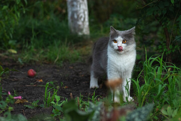 Outdoor cat put out tongue. Kitten in the garden licking his face out of doors.
