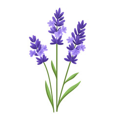 Lavender Flowers Illustration on Transparent Background, Botanical Art Design