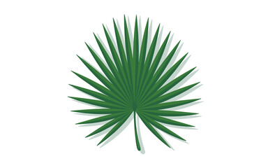 Fototapeta premium A vibrant green palm leaf with delicate spiky fronds