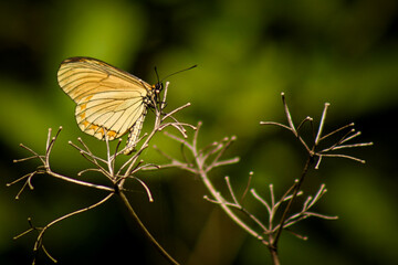 Delicate Butterfly Resting on Wild Plant Against Soft Green Background