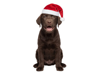 Cute Labrador Retriever puppy sitting in Santa hat, isolated on transparent background, Christmas pet portrait
