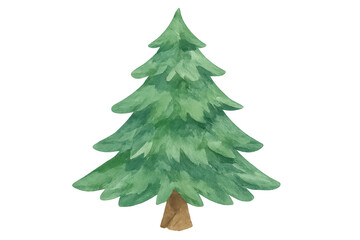 Pine tree watercolor illustration for christmas season and winter holidays, evergreen plant with transparent background artwork