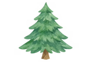Pine tree watercolor illustration for christmas season and winter holidays, evergreen plant with transparent background artwork