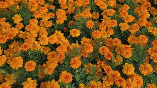Video footage 4k. Vibrant field yellow French Marigolds or Tagetes patula with dense green foliage. Overhead shot captures lush carpet of blooming flowers perfect for garden and nature themes
