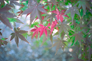 紅葉したモミジ