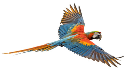 Fototapeta premium Flying parrot cut out on PNG, isolated on white background. AI generated.