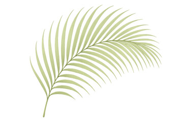 Obraz premium Palm frond displaying green tropical leaf for nature, botany, and summer concepts, transparent background