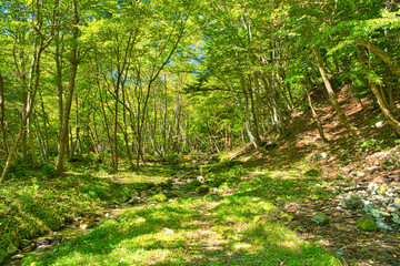 栃木県那須塩原市　自然豊かな那須塩原の森林風景と小川