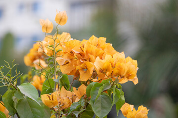 Close up of vibrant orange bougainvillea flowers blooming on a green bush with a soft, blurred...