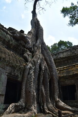 カンボジア シェムリアップ遺跡群 タ・プローム
