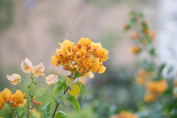 Close up of vibrant yellow orange bougainvillea flower cluster blooming outdoors with soft natural light and bokeh background