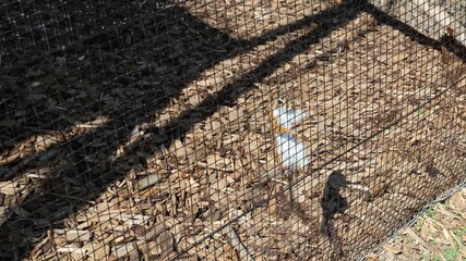 A Canadian squirrel runs in an aviary on a farm, Slovakia