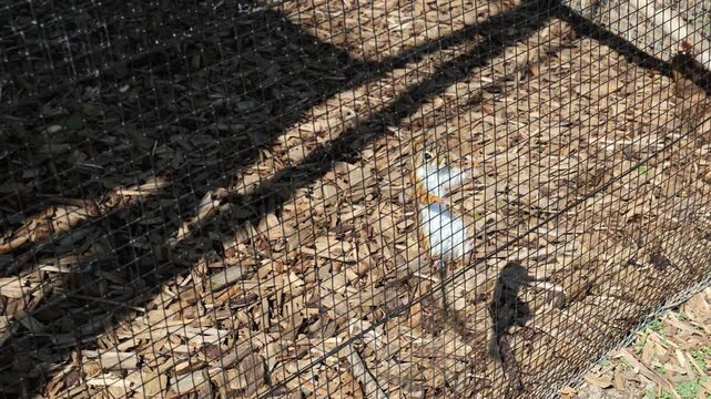 A Canadian squirrel runs in an aviary on a farm, Slovakia