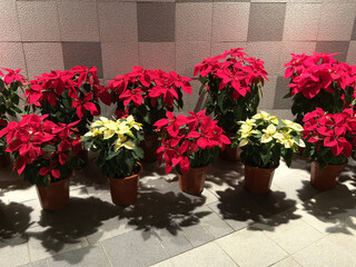 赤と白のポインセチアが並ぶ冬の装飾