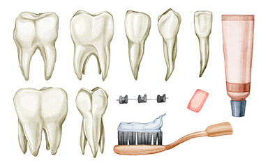 Watercolor hand-drawn set of realistic teeth - incisors, canines, molars, premolars. Tooth clip art illustration isolated on transparent background. Dental, medicine, health, oral care design elements