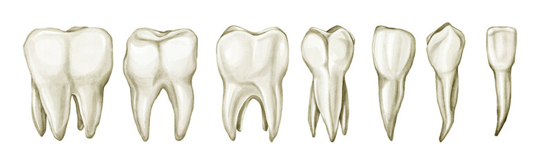 Watercolor hand-drawn set of realistic teeth - incisors, canines, molars, premolars. Tooth clip art illustration isolated on transparent background. Dental, medicine, health concept design elements.
