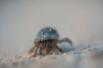 close up hermit crab in a shell on the rocks at a beach in tasmania australia