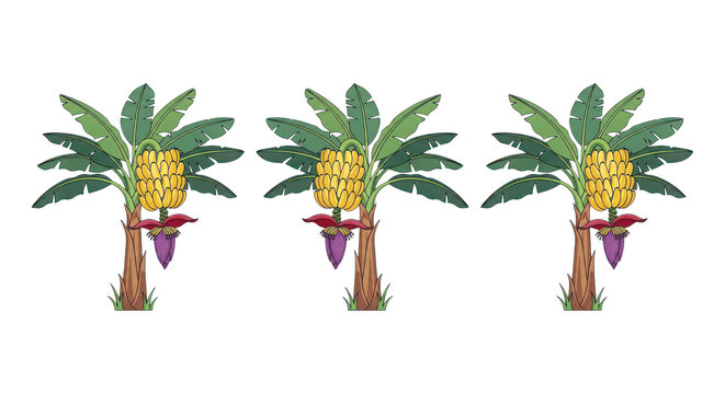 Three pineapple trees with green leaves isolated on white background