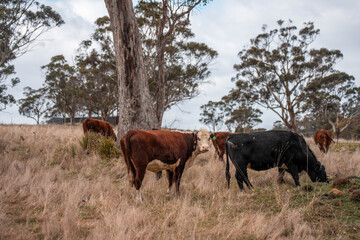 farming in tasmania australia. livestock in a meadow, sustainable carbon neutral farming being practiced. regenerative raised cows in a field