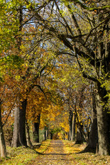 Fototapeta premium Zauberhafte Herbstlandschaft am Radweg Hilgersdorfer Strasse in Steinigtwolmsdorf in der Oberlausitz 3