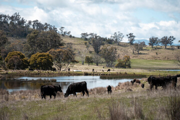 farming in tasmania australia. livestock in a meadow, sustainable carbon neutral farming being practiced. regenerative raised cows in a field