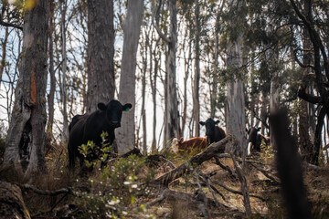 beautiful cattle in Australia  eating grass, grazing on pasture. Herd of cows free range beef being regenerative raised on an agricultural farm. Sustainable farming  on rolling green hills