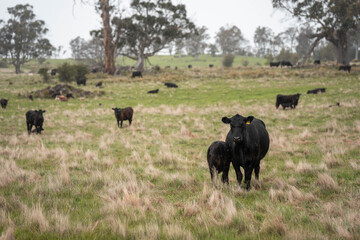 farming in tasmania australia. livestock in a meadow, sustainable carbon neutral farming being practiced. regenerative raised cows in a field