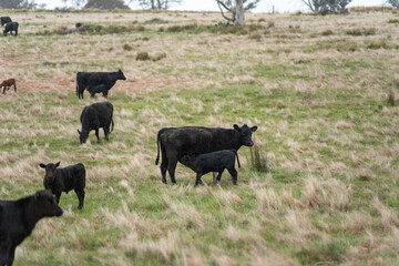 farming in tasmania australia. livestock in a meadow, sustainable carbon neutral farming being practiced. regenerative raised cows in a field