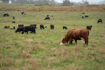 a beautiful australian farming landscape in tasmania