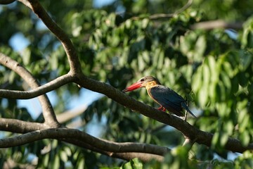 The common kingfisher inhabits the wild in public parks of Thailand.