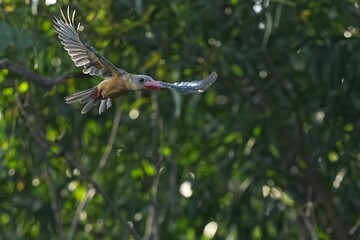 The common kingfisher inhabits the wild in public parks of Thailand.