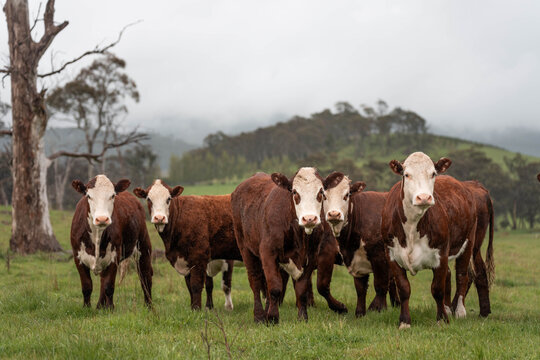 farming in tasmania australia. livestock in a meadow, sustainable carbon neutral farming being practiced. regenerative raised cows in a field