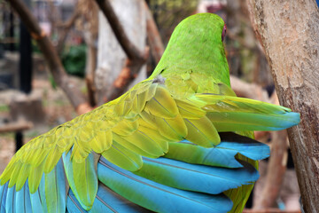 close up of a military macaw or Ara militaris feathers, close up of a beautiful green and blue macaw wings © slvn_an