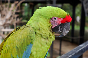 a beautiful vibrant green and red color macaw parrot bird sitting on the railing. an exotic bird, ara militaris, a medium- to large-sized macaw, named after its green and red plumage vaguely