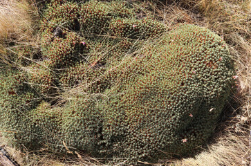 Geven (Astragalus). Thorny and flowering plant