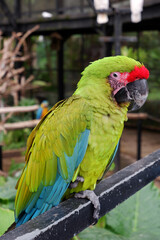 a beautiful vibrant green and red color macaw parrot bird sitting on the railing. an exotic bird, ara militaris, a medium- to large-sized macaw, named after its green and red plumage vaguely