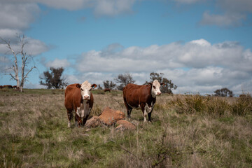 farming in tasmania australia. livestock in a meadow, sustainable carbon neutral farming being practiced. regenerative raised cows in a field