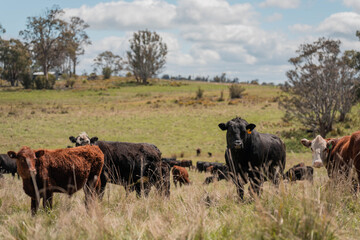 farming in tasmania australia. livestock in a meadow, sustainable carbon neutral farming being practiced. regenerative raised cows in a field