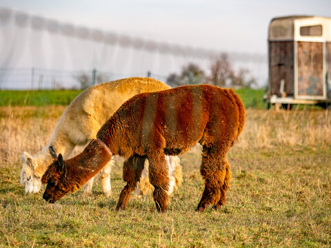 Zwei Lamas auf einer Weide