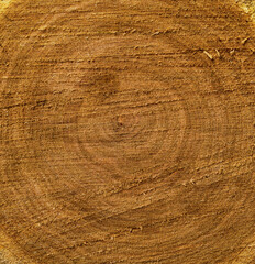 Close-up natural texture of sawn tree trunk cross section