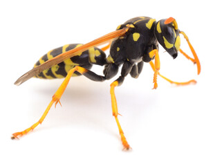 Yellow and black wasp insect isolated on white background