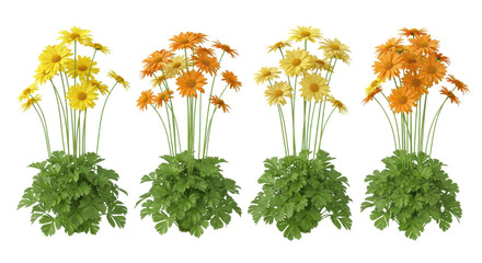 Group of four vibrant yellow and orange Gerbera Daisy plants isolated on white background