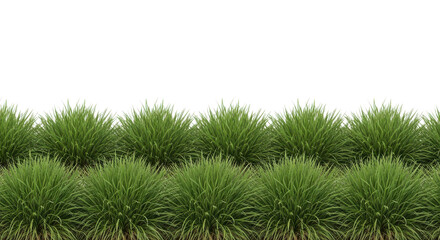 Green Spherical Ornamental Grass Bushes Isolated on White Background