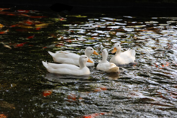 Four ducks are happily floating and playing in the pond