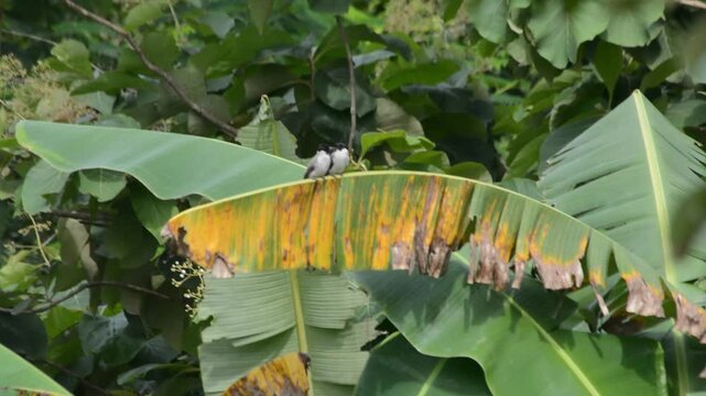 Two Small White and Black Tropical Birds Huddled Together on a Decaying Yellowing Banana Leaf Against a Lush Green Jungle Background