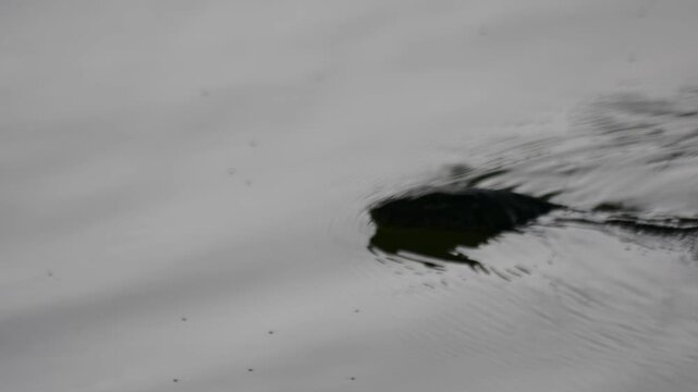 Small water monitor lizard Head Peaking Out of Dark Water Creating Circular Ripples, Moody Wildlife Close-up