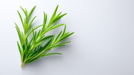 Fototapeta premium Fresh green rosemary sprig on a light background, showcasing vibrant leaves with natural sheen, ideal for culinary and wellness themes