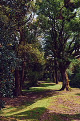 Naklejka premium Trees forest path sunlight nature park greenery shadow in a sunlit woodland trail with mossy grass and dappled shade, tranquil outdoor scene for walking, relaxation and peaceful escape.