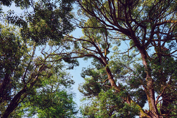 Trees canopy and forest leaves and branches frame blue sky and treetops in nature, sunlight filtering through foliage for a tranquil woodland scene with upward perspective.